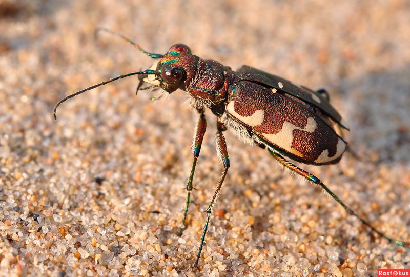 Lasiopogon cinctus