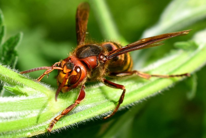 Temnostoma Bombylans