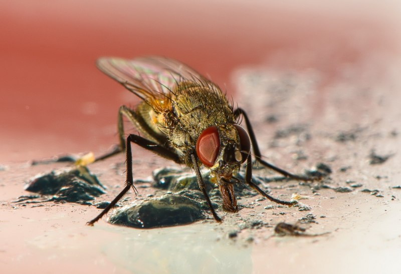 Musca Муха