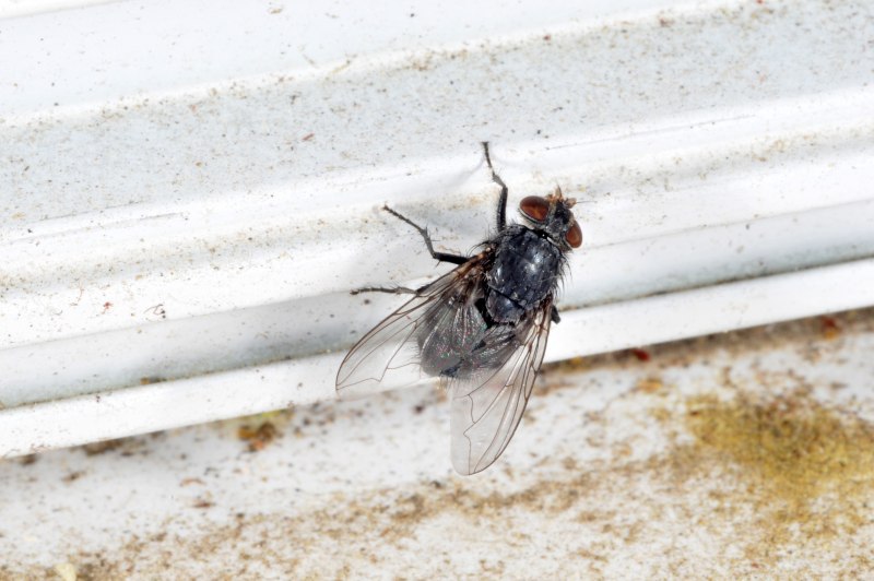 Lucilia sericata