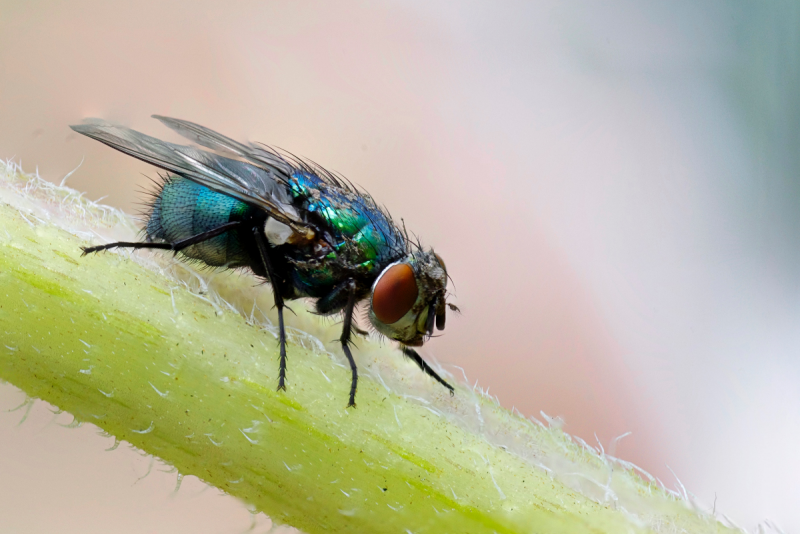 Падальная Муха Calliphora