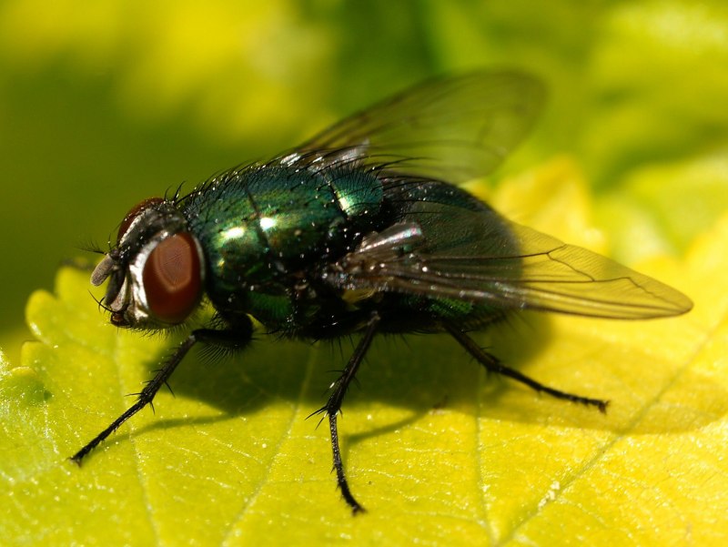 Calliphoridae Муха