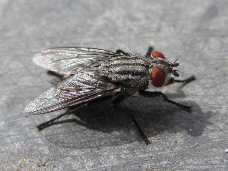 Серые мясные мухи Sarcophagidae