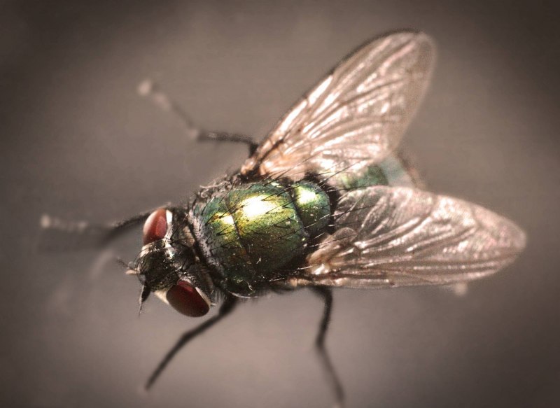 Муха синяя мясная (Calliphora uralensis)