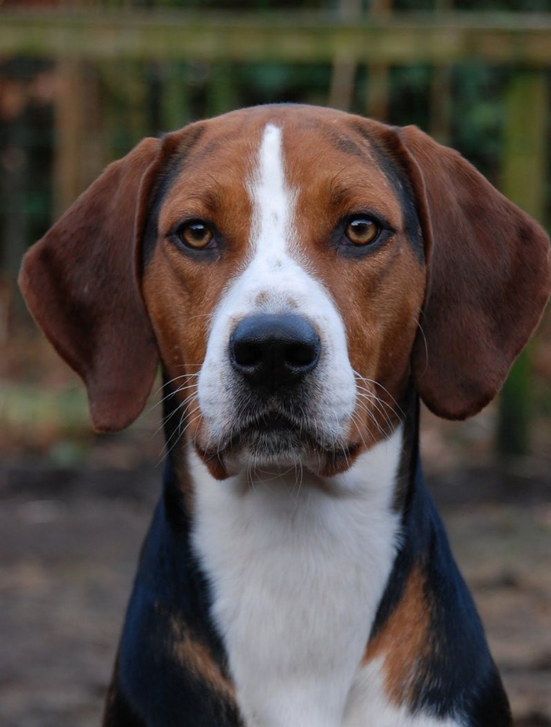 Walker Hound порода