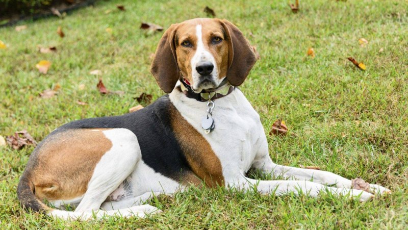 Bluetick Coonhound порода
