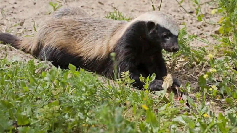 Honey Badger