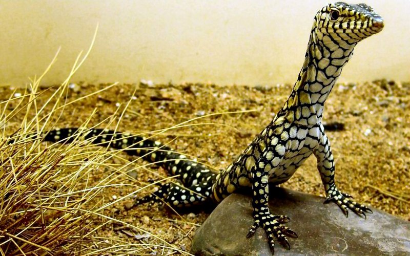 Varanus giganteus