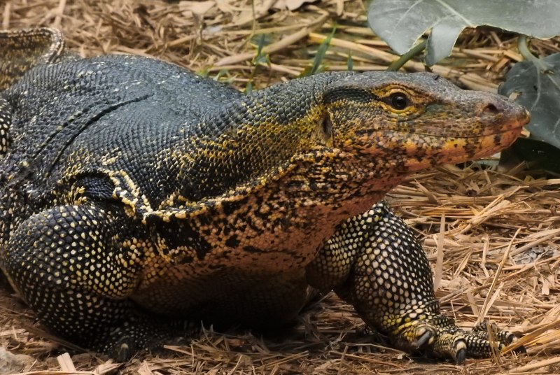 Varanus griseus – серый Варан
