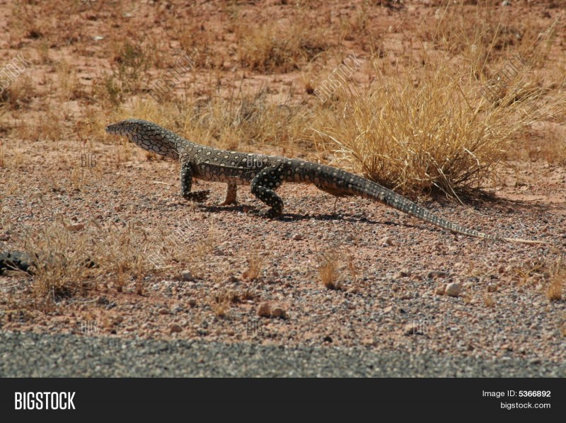 Perentie Lizard