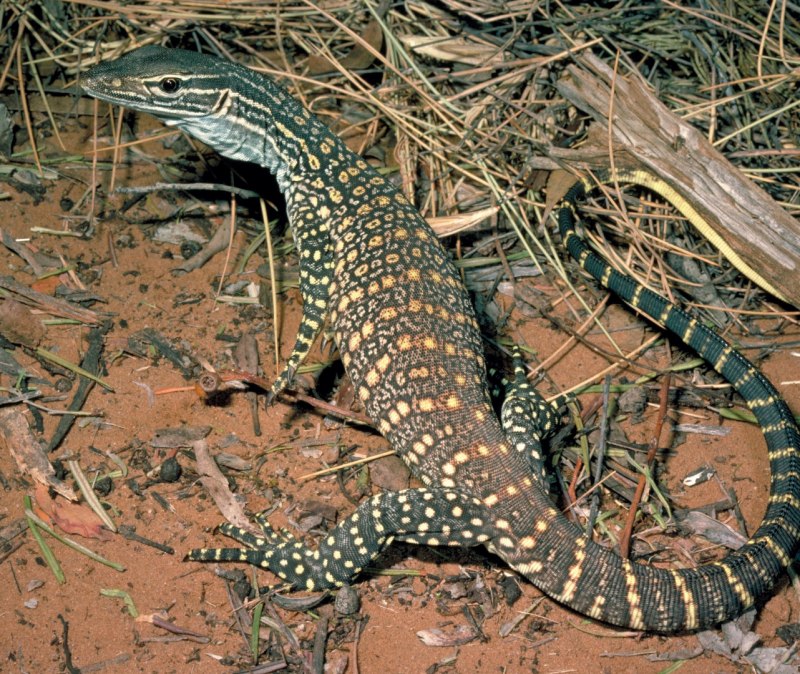 Lace Goanna