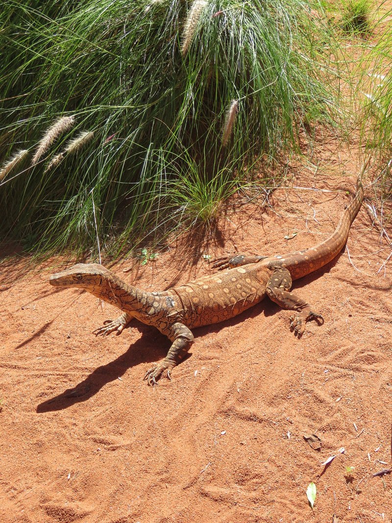 Varanus giganteus