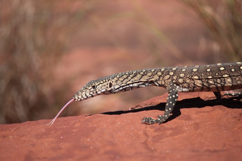Perentie перевод