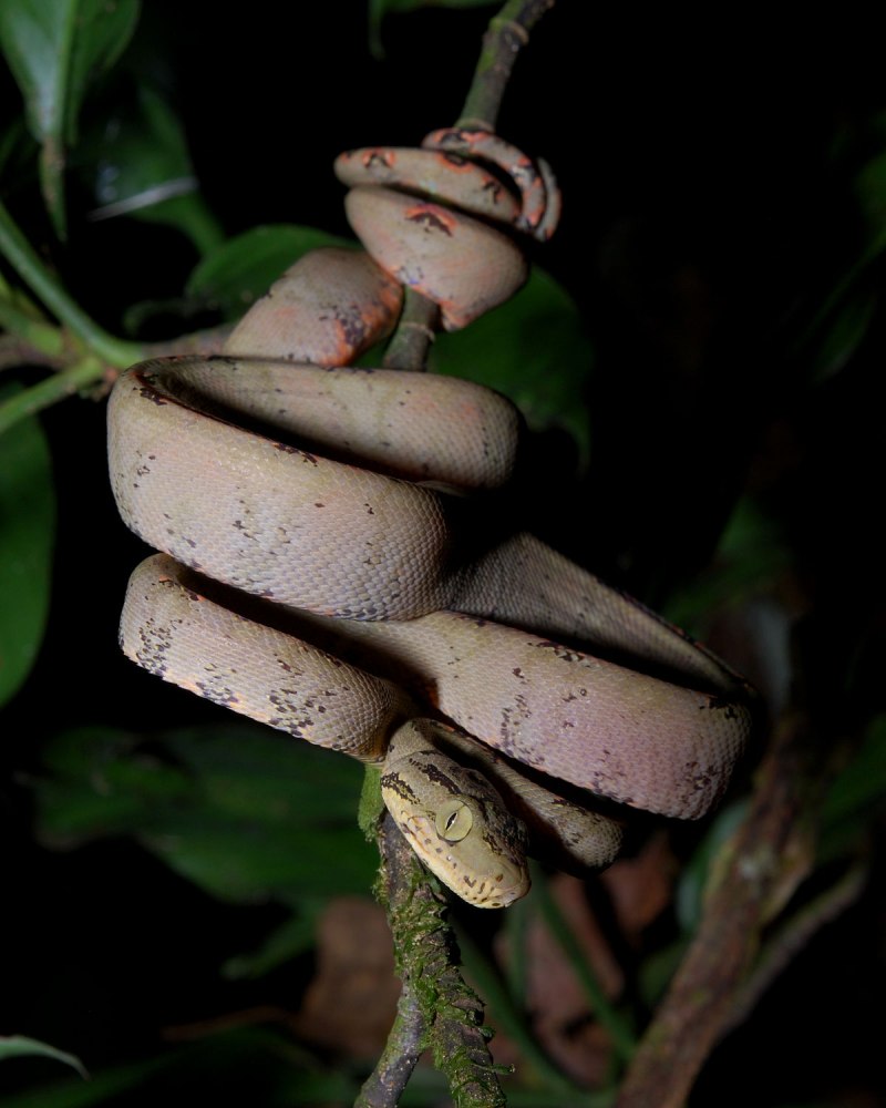 Садовый удав Corallus hortulanus