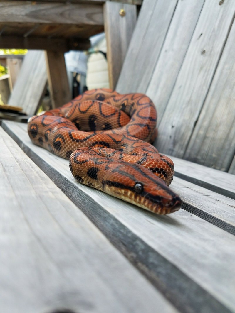 Rubber boa