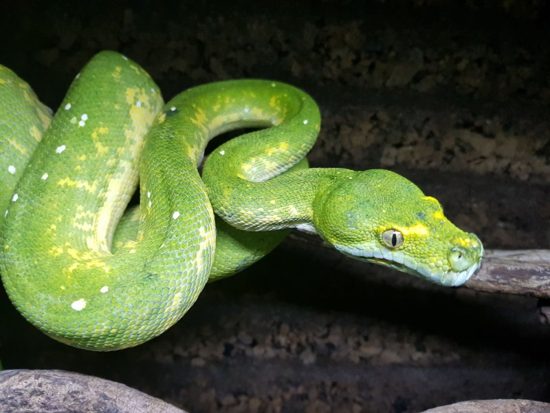 Corallus batesii