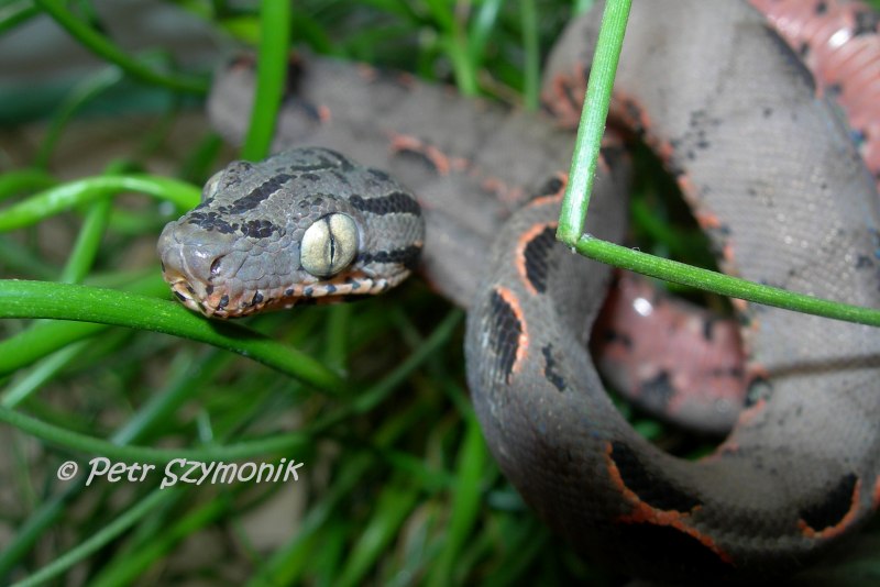 Садовый удав Corallus hortulanus