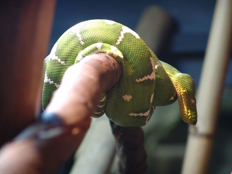 Садовый удав Corallus hortulanus