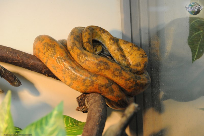 Corallus hortulanus