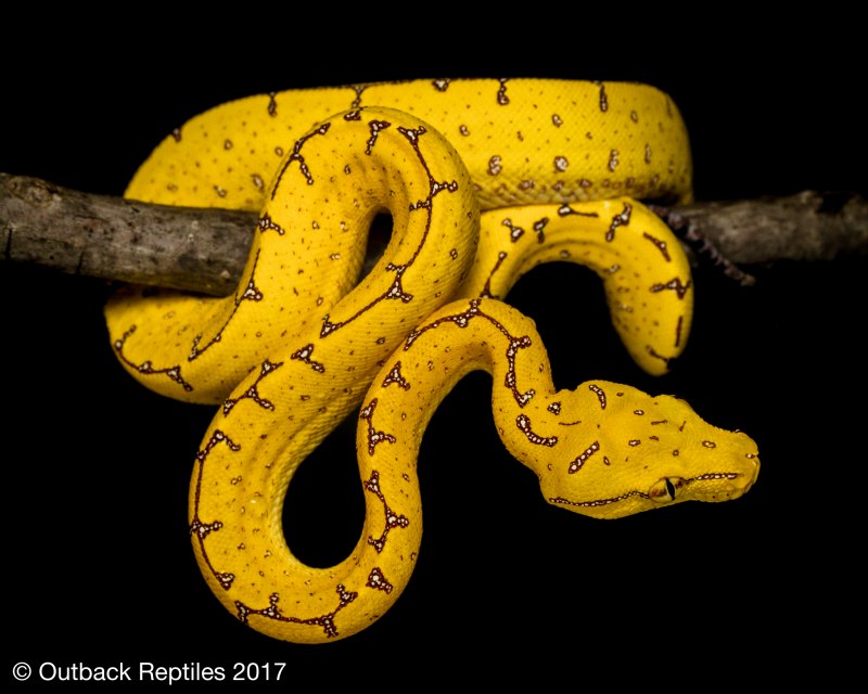 Corallus cropanii