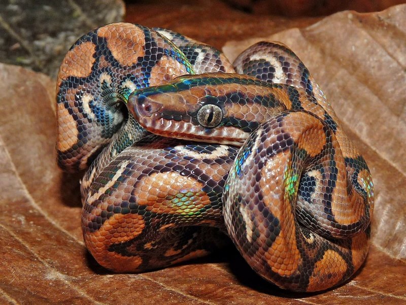 Emerald Tree boa