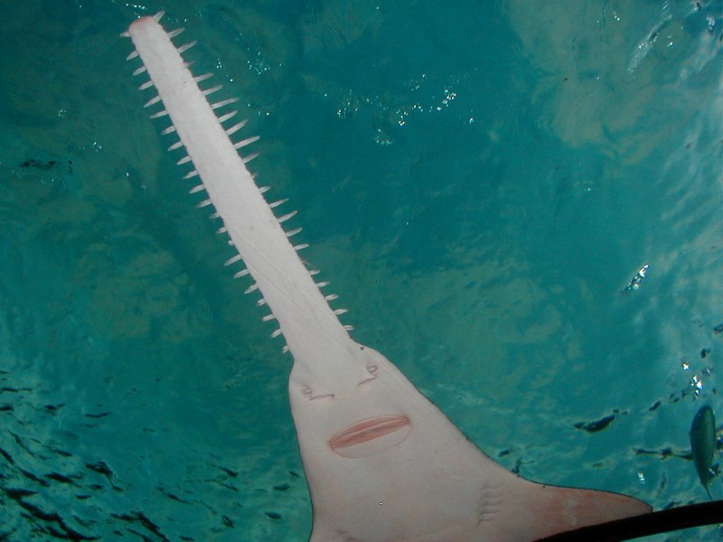 Мелкозубый пилорыл (pristis microdon)