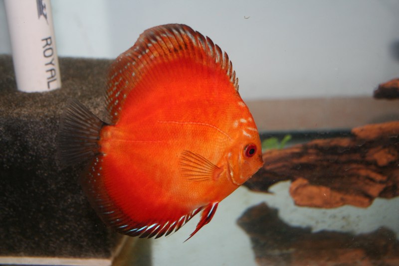 Discus Red красный Diamond