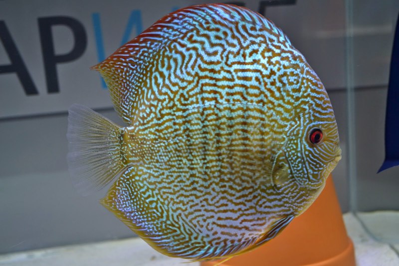 Fuji Red Discus