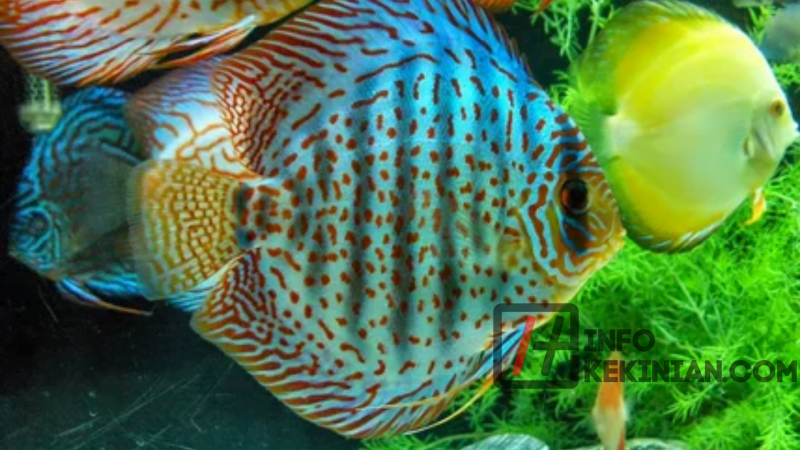 Дискусы морфы