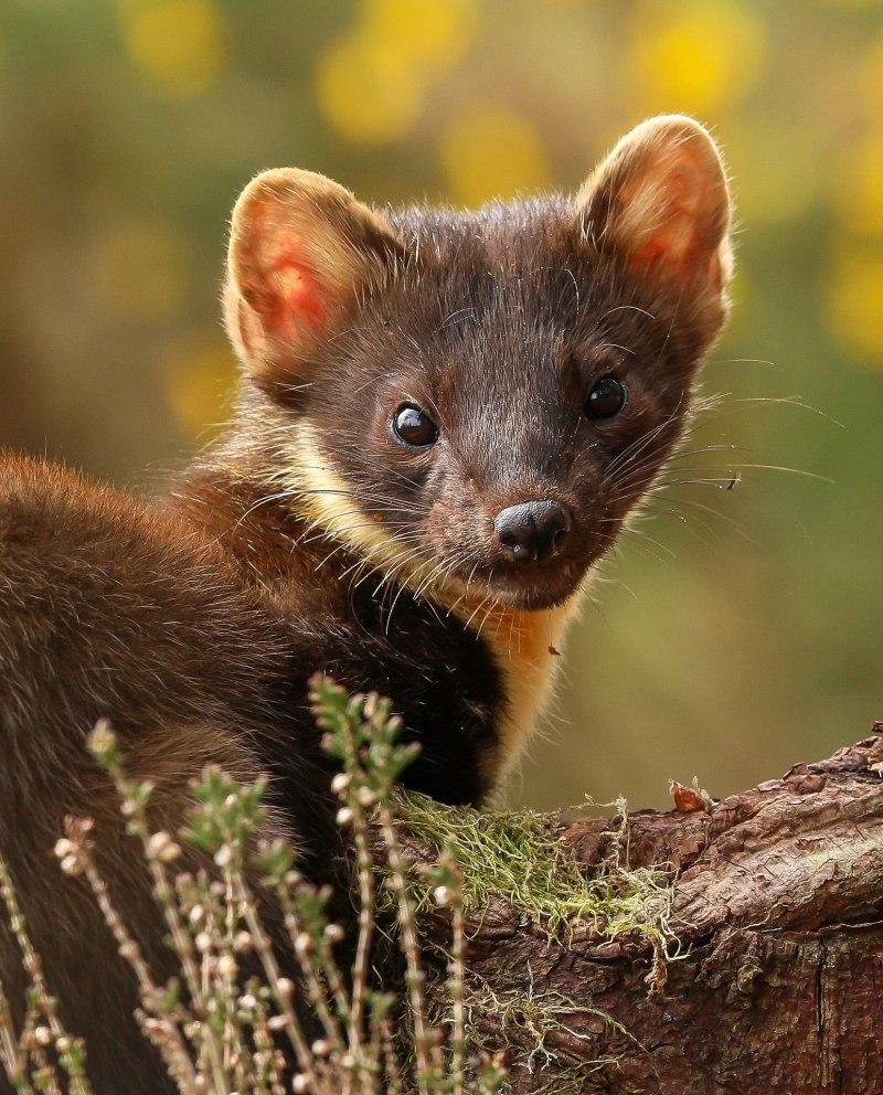 Европейская норка Mustela lutreola (Linnaeus, 1761)
