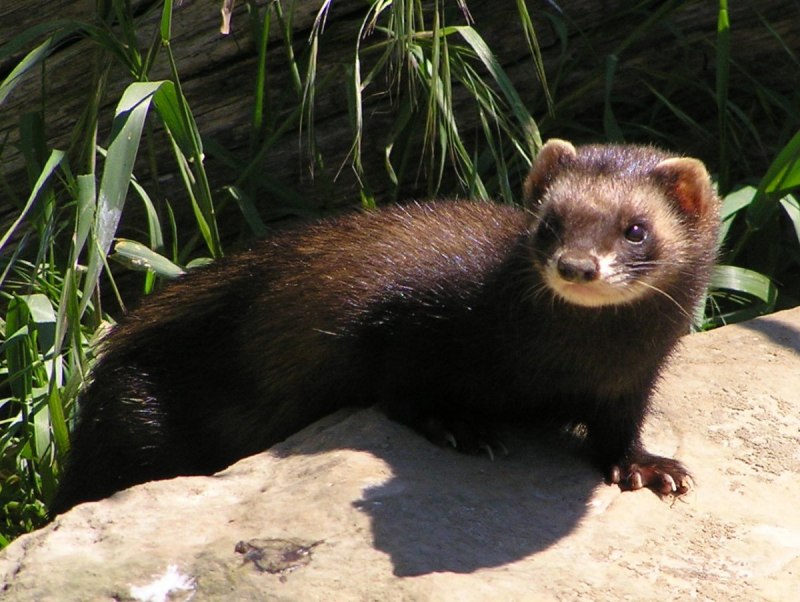 Европейская норка (Mustela lutreola)