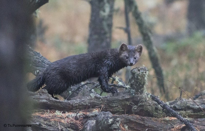 Американская норка (Mustela Vison)
