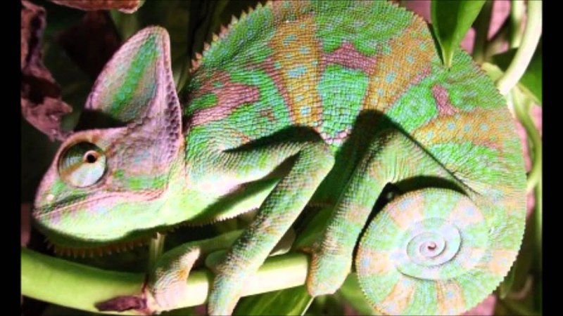 Chamaeleo calyptratus