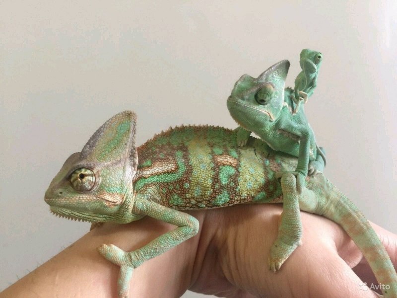 Йеменский хамелеон самка