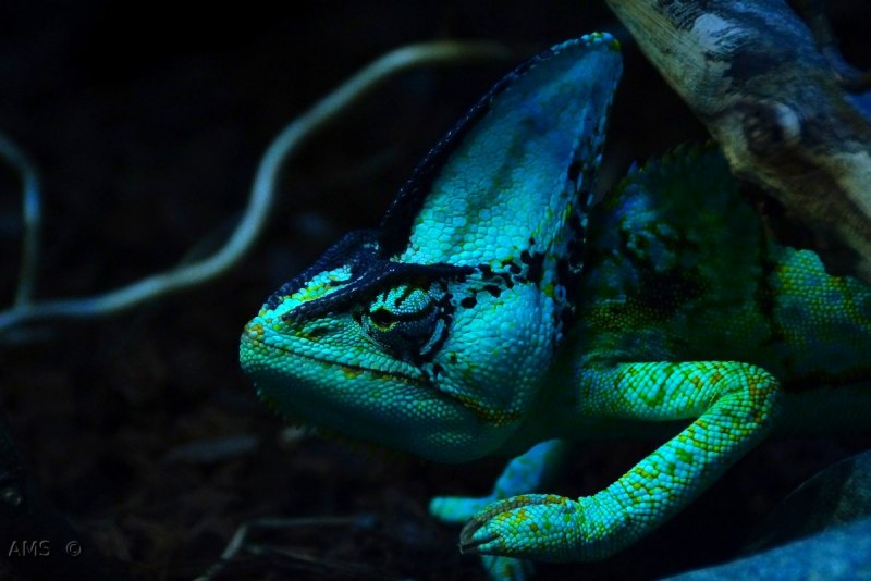 Chamaeleo calyptratus