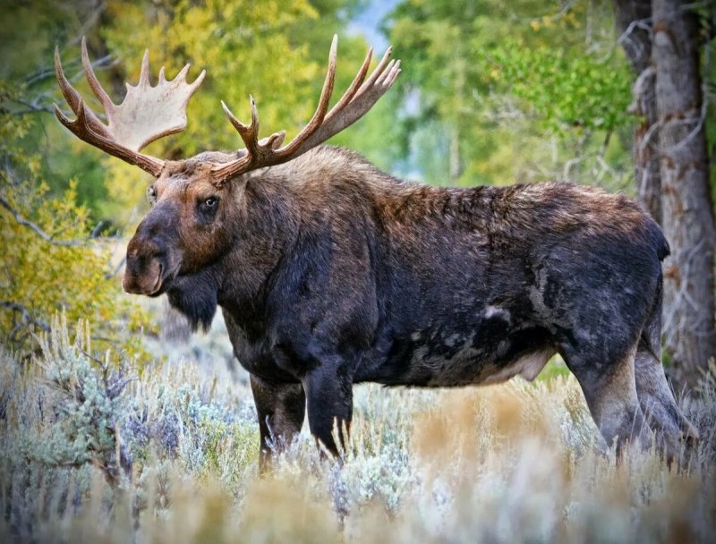 Лось — alces alces l.