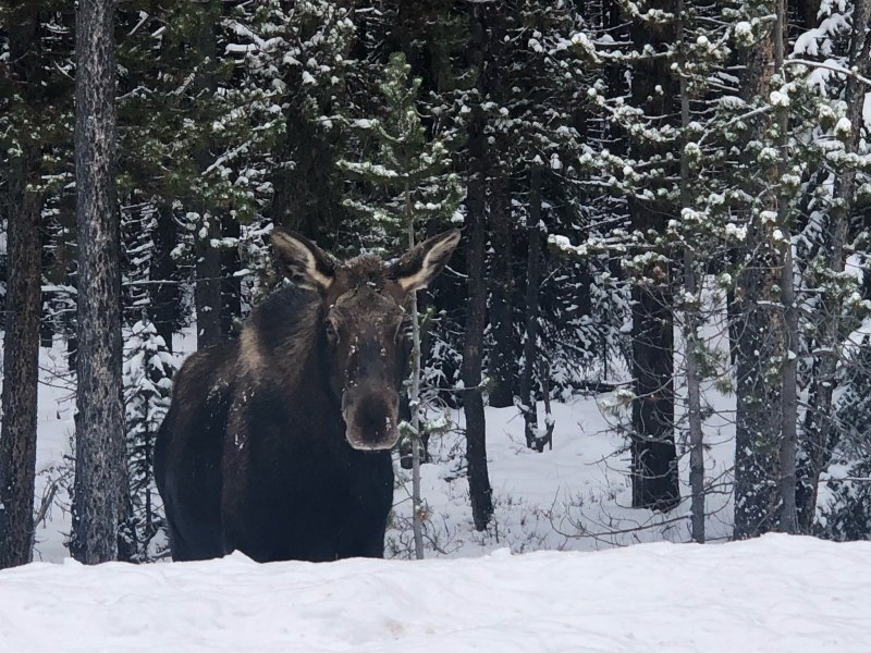 Кавказский Лось alces alces caucasicus