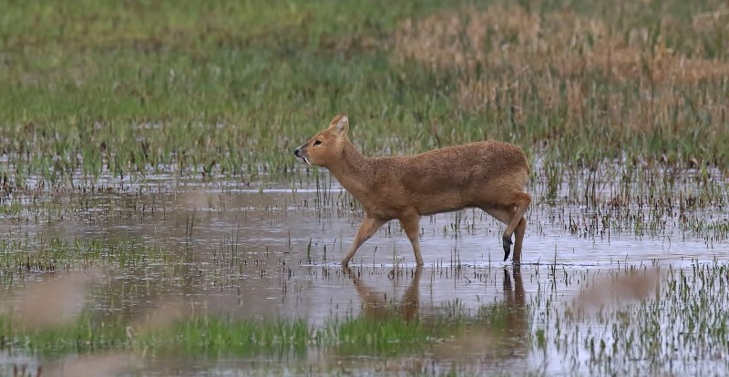 Китайский водяной олень