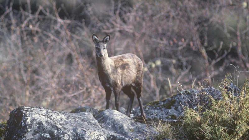 Кабарга (Moschus moschiferus)