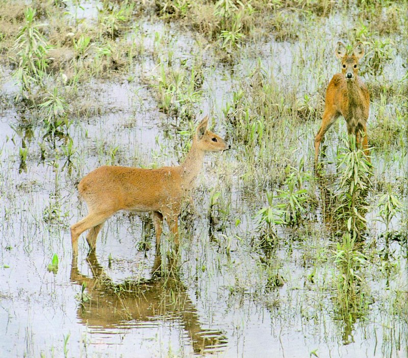 Корейский водяной олень