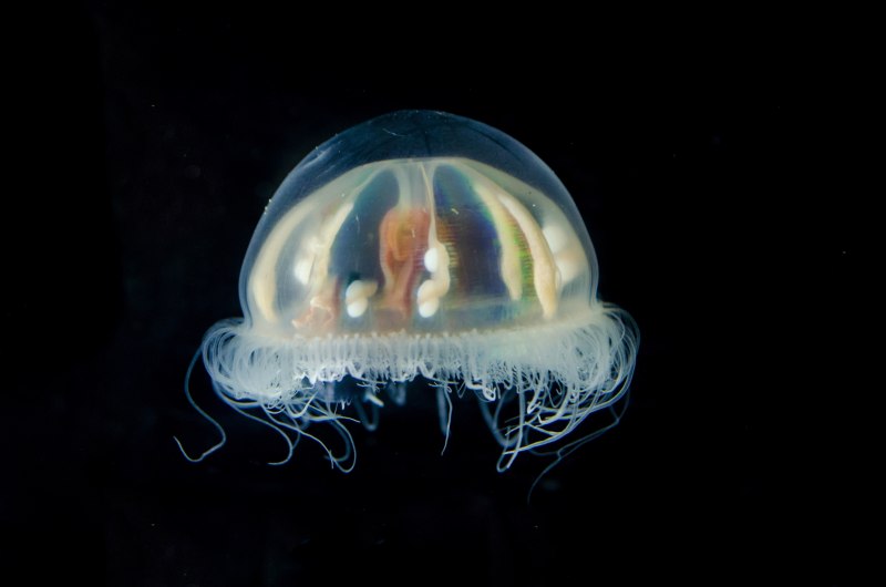 Atolla Jellyfish