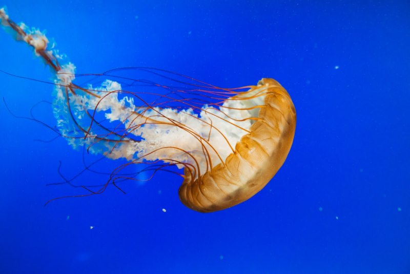 Jellyfish Марианская впадина