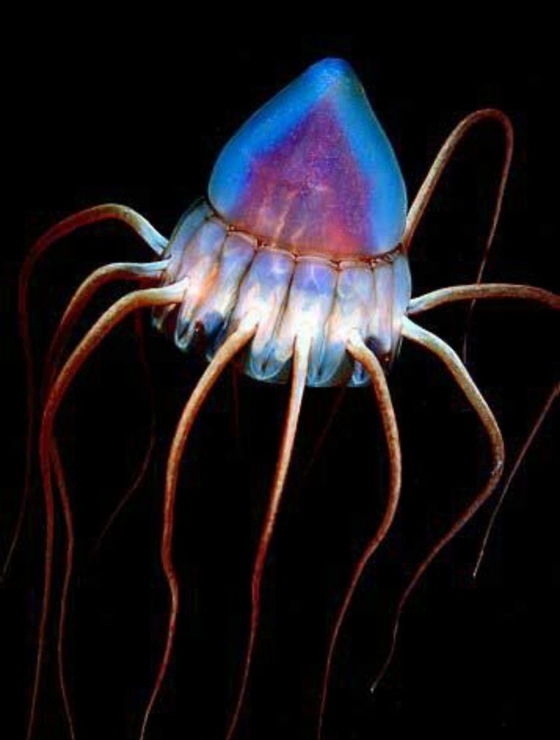 Chironectes maculatus медуза
