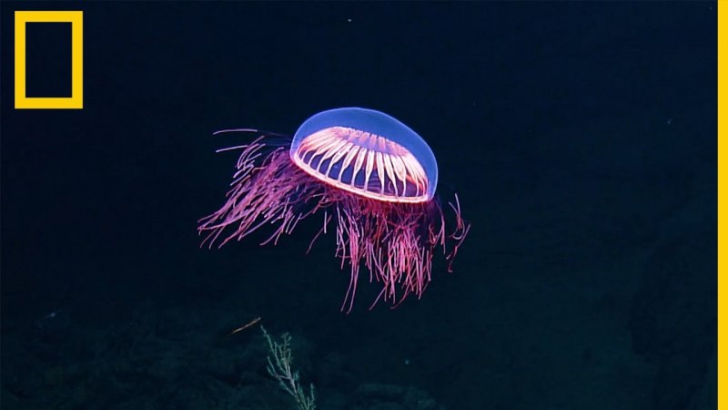 Atolla wyvillei