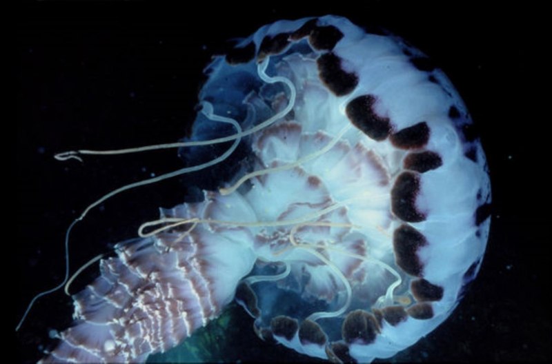 Atolla wyvillei