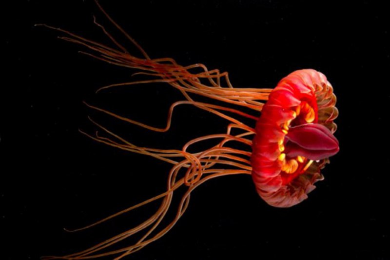 Медуза атолла (Atolla Jellyfish)