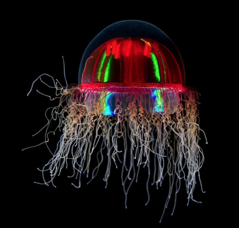 Медуза атолла (Atolla Jellyfish)
