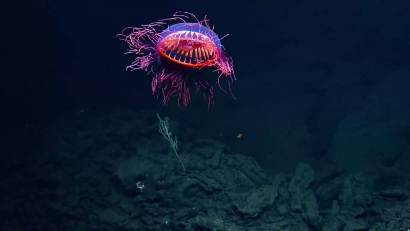 Atolla wyvillei