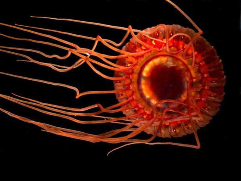 Медуза атолла (Atolla Jellyfish)