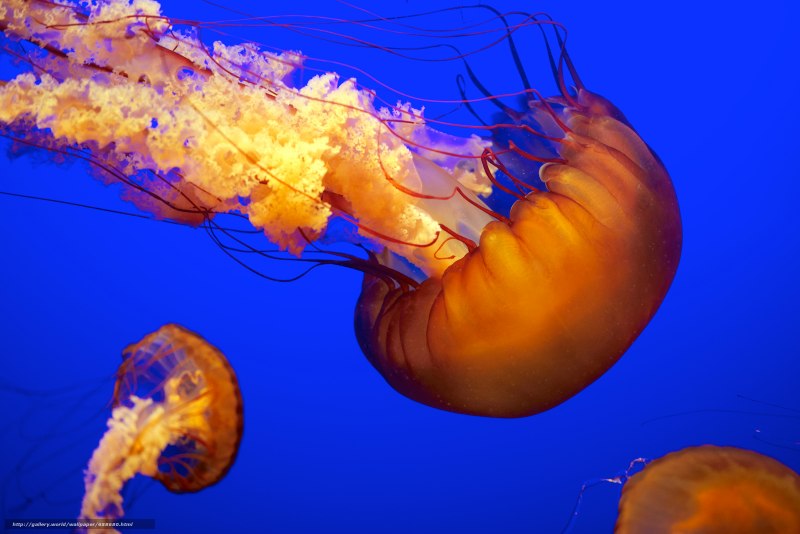 Atolla wyvillei